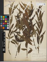 Foto von Salix fragilis L.
